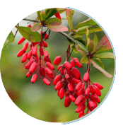 Berberine HCL